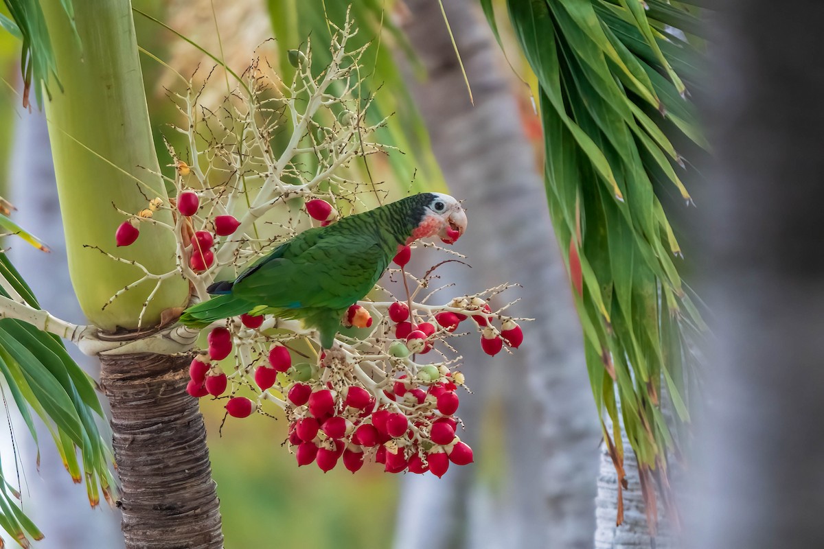 Cuban Parrot (Bahamas) - ML615751476