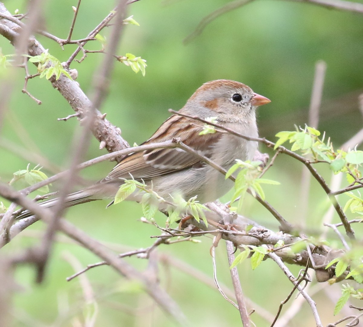 Field Sparrow - ML615751518