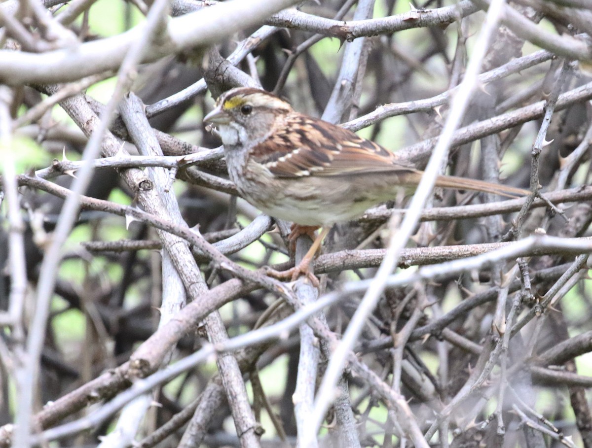 White-throated Sparrow - ML615751525