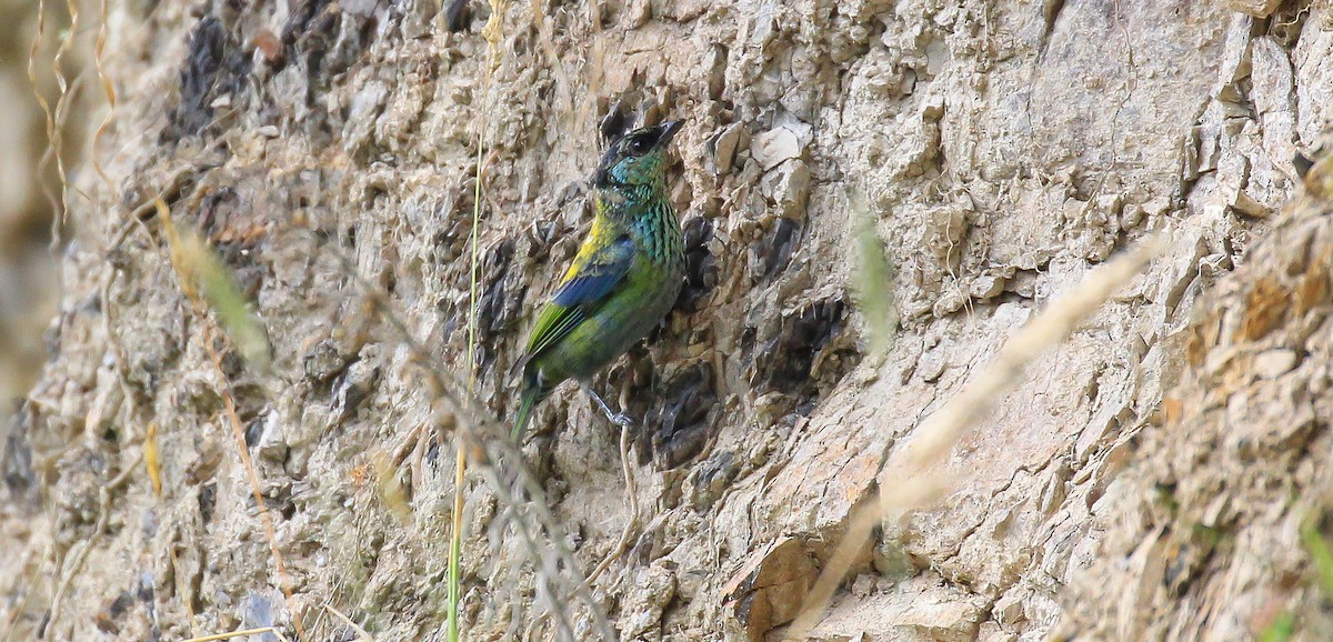 Black-capped Tanager - ML615751532