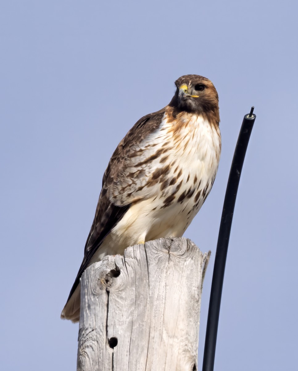 Red-tailed Hawk (borealis) - ML615751568