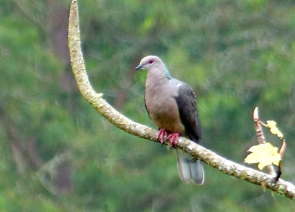 Ring-tailed Pigeon - ML615751584