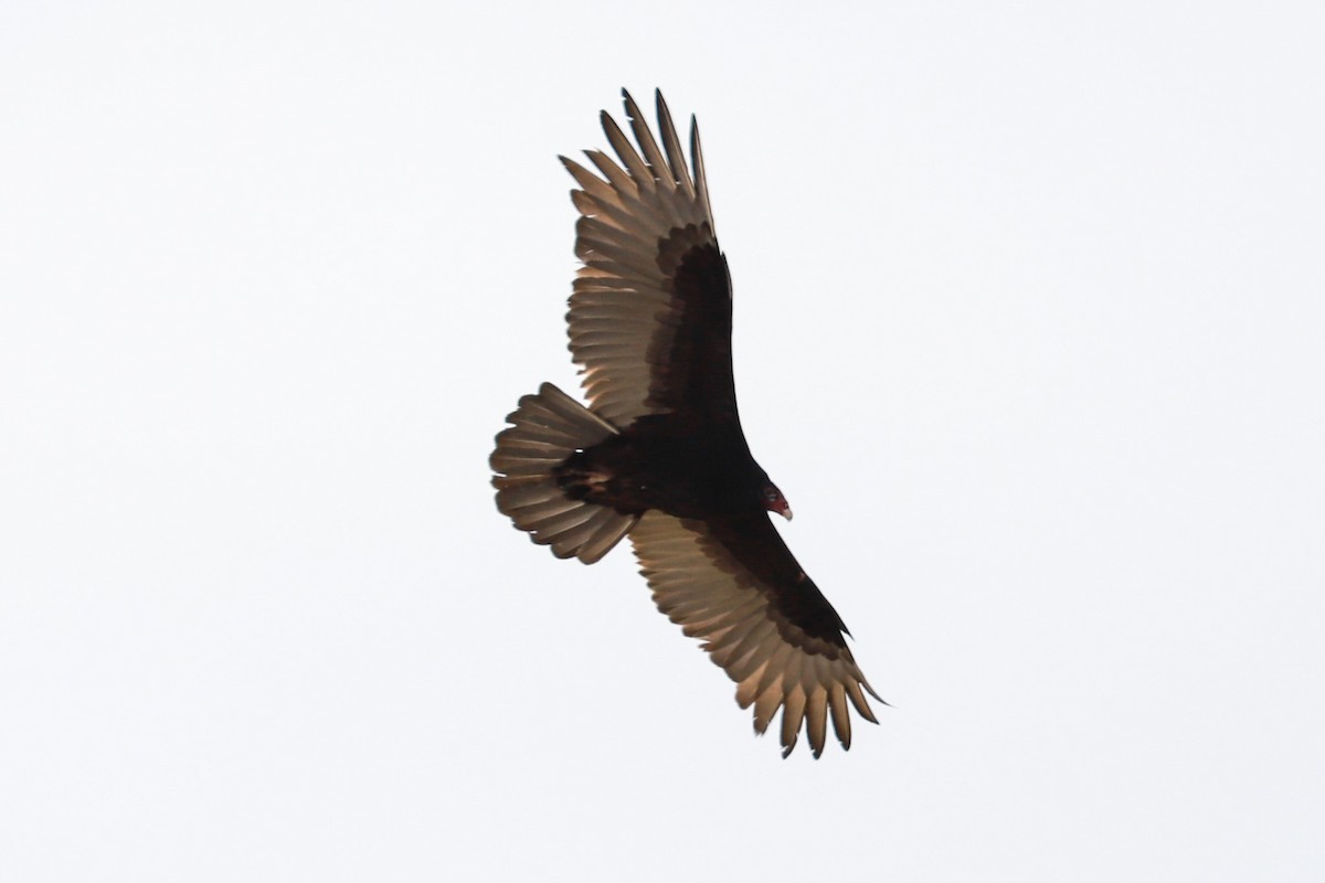 Turkey Vulture - ML615751666