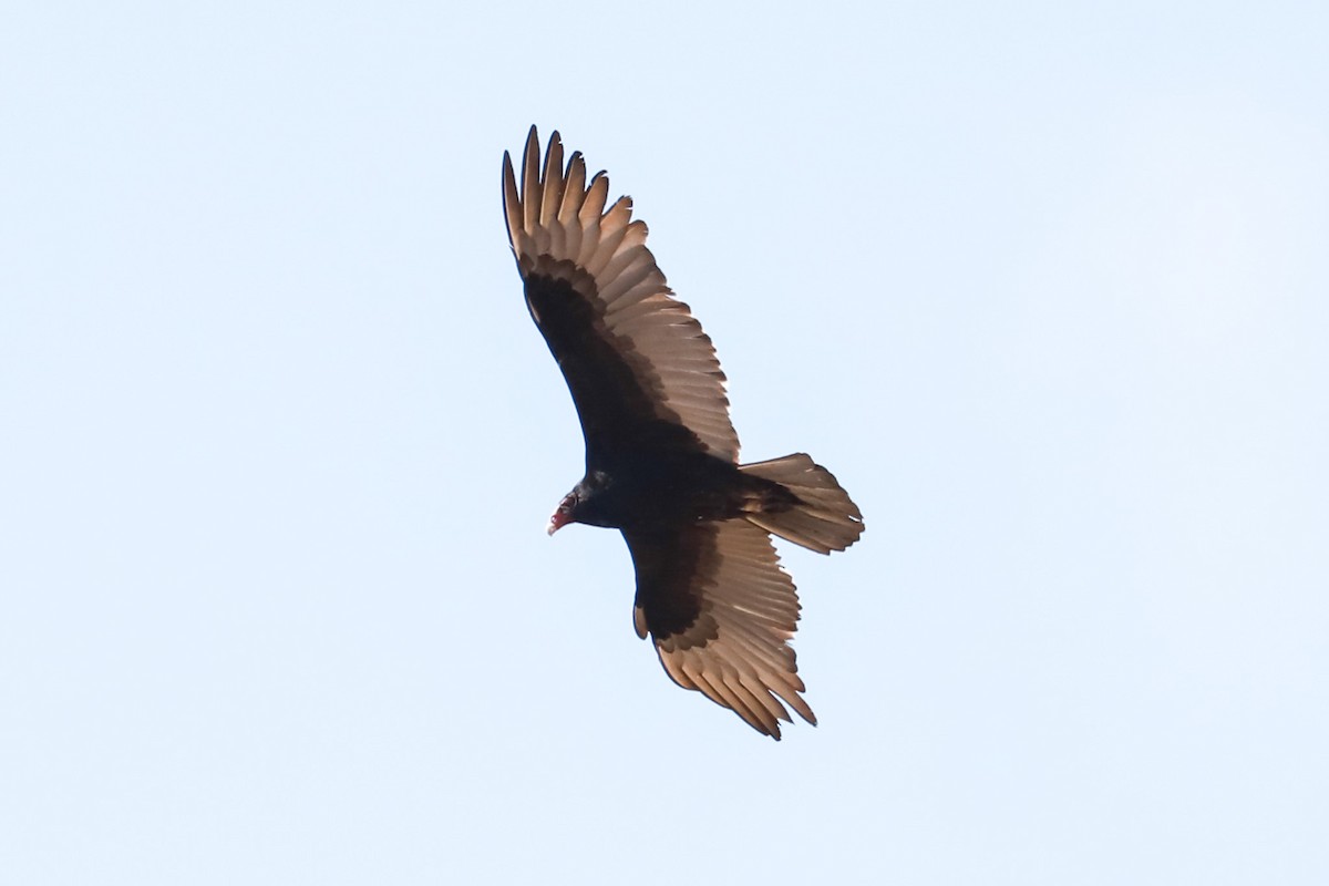 Turkey Vulture - ML615751668