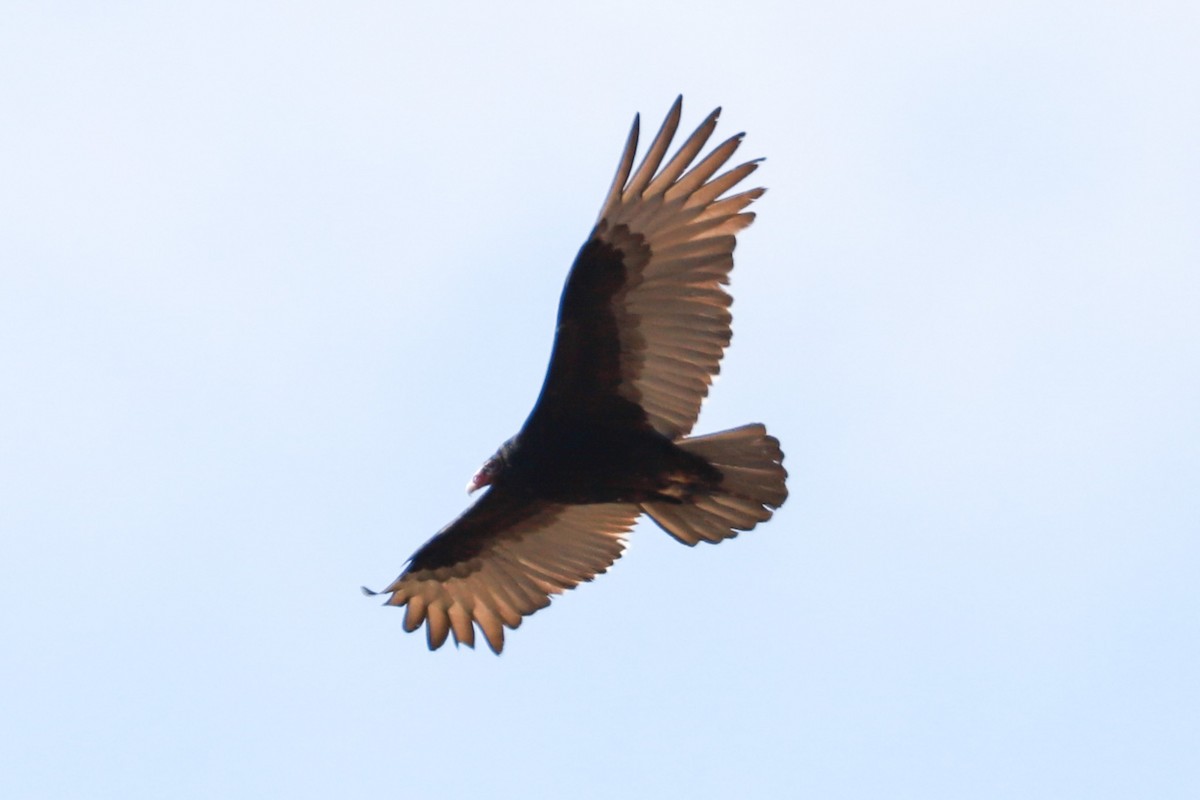 Turkey Vulture - ML615751669