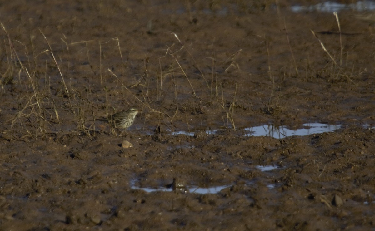 Water Pipit - ML615751808