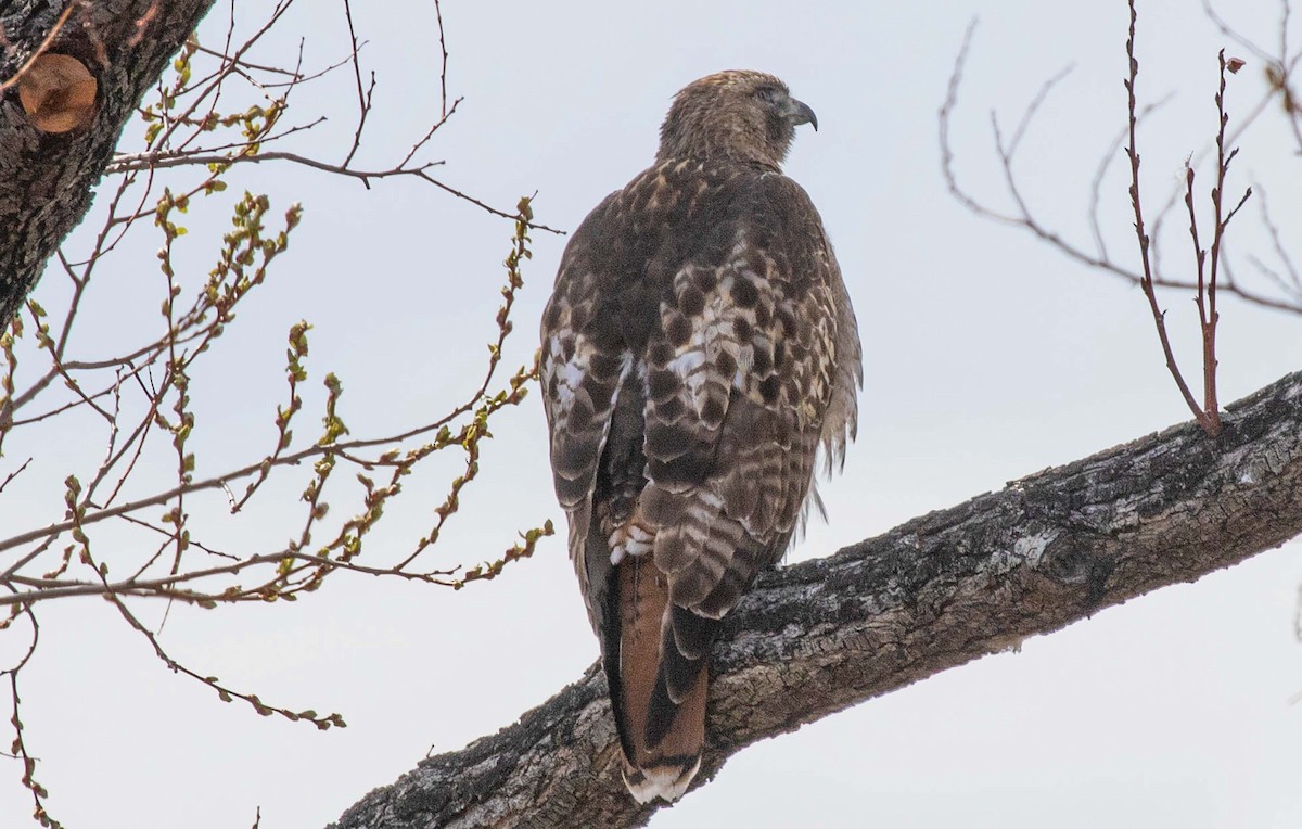 Red-tailed Hawk - ML615751925