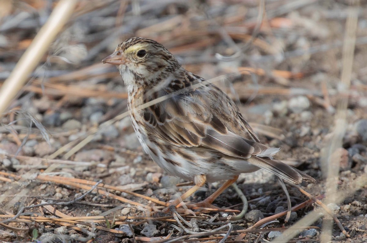Savannah Sparrow - ML615752015