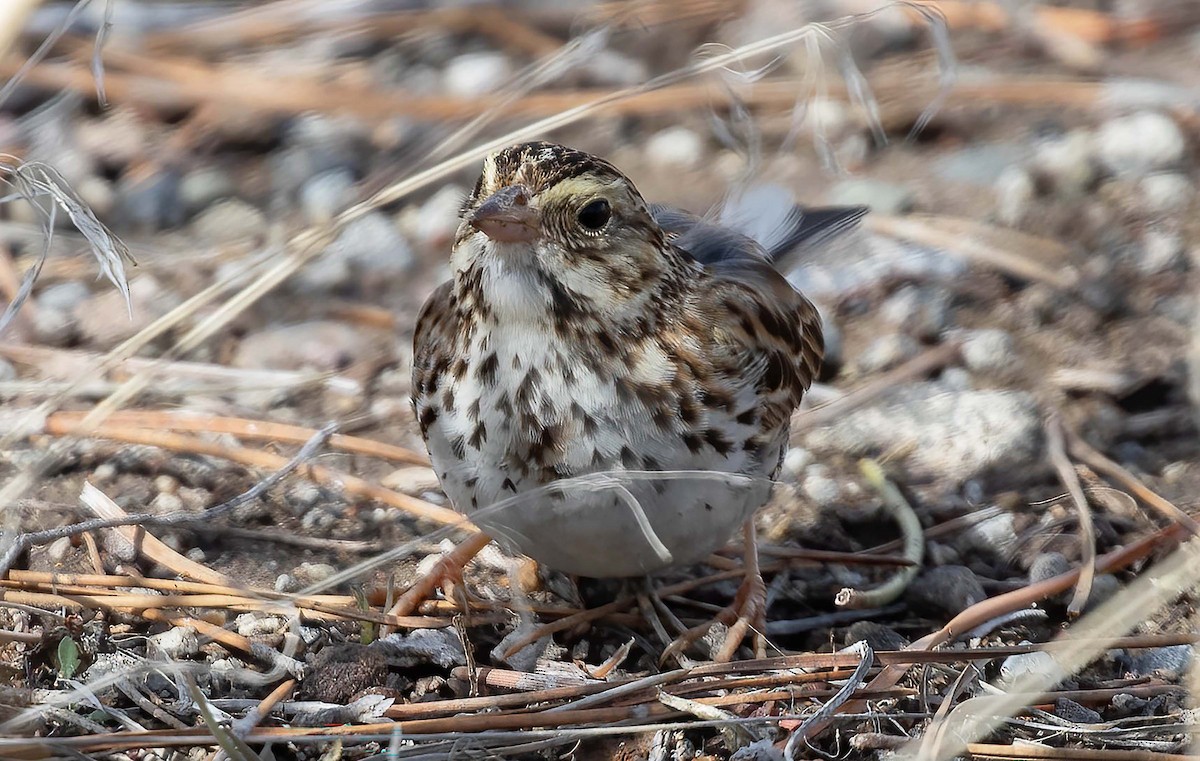 Savannah Sparrow - ML615752016