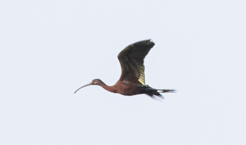 ibis americký - ML615752142