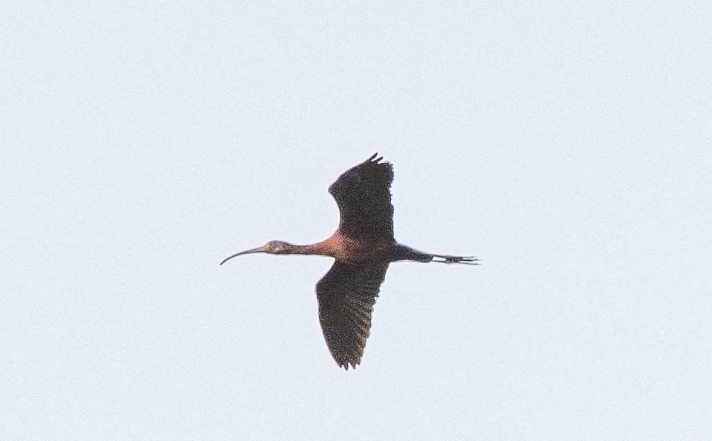 ibis americký - ML615752143