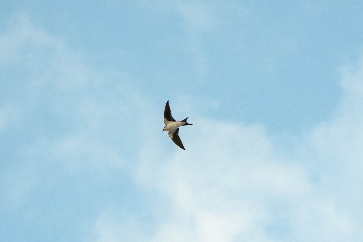 Bahama Swallow - ML615752192