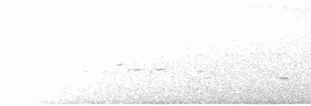 australlerke (javanica gr.) - ML615752365