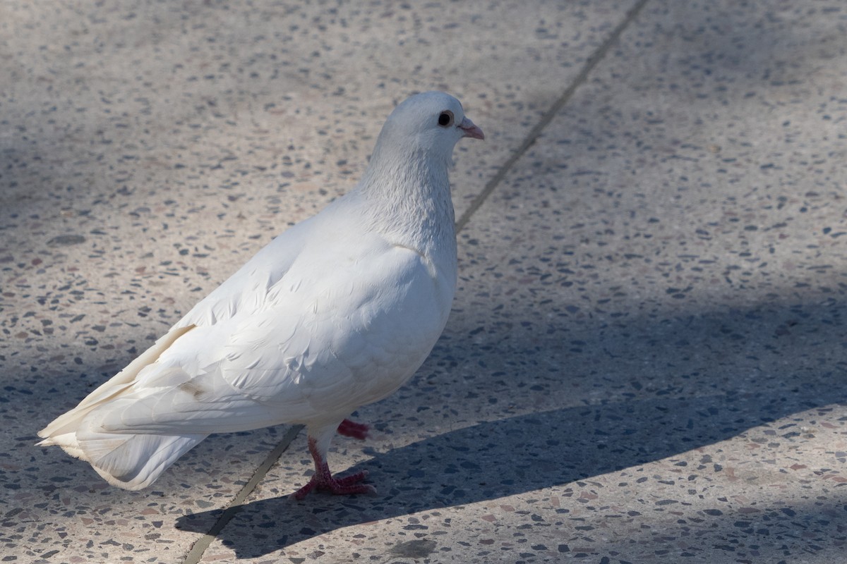 Сизый голубь (Одомашненного типа) - ML615752428