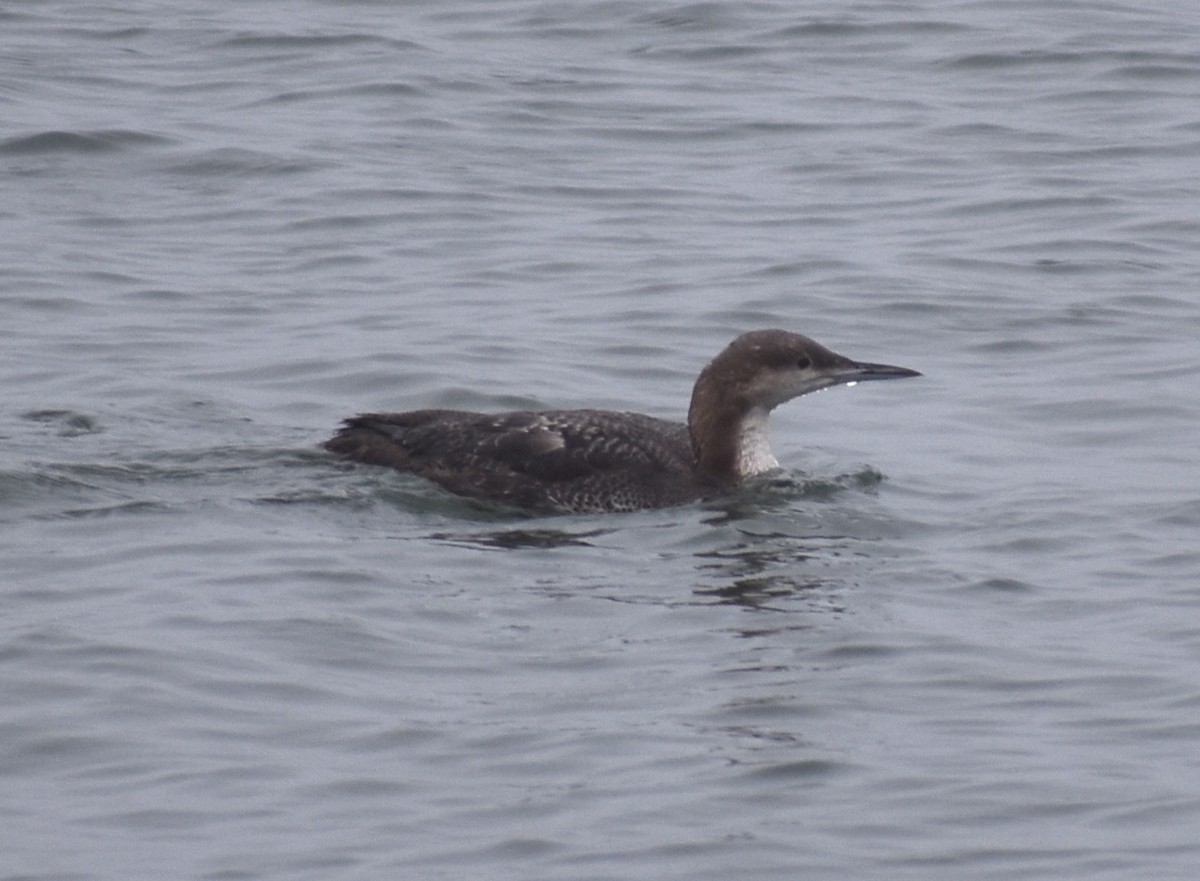 Pacific Loon - M. Rogers
