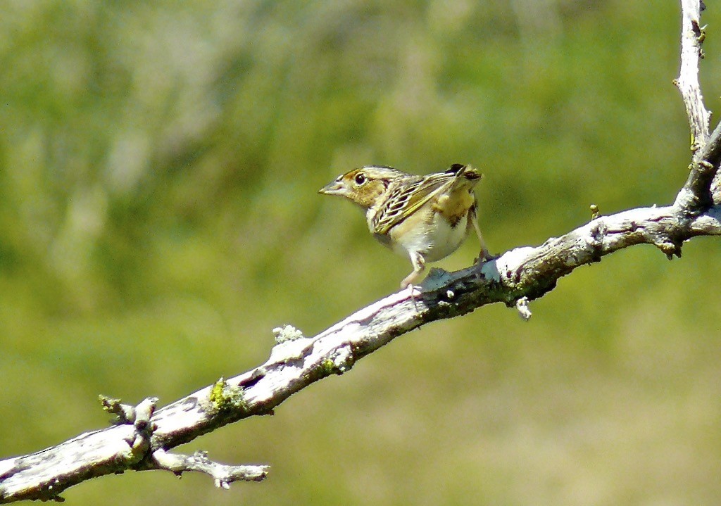 Grasshopper Sparrow - ML615752786
