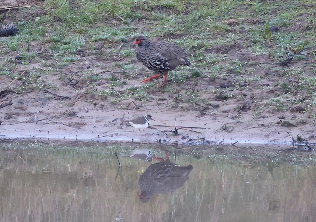 Red-necked Spurfowl (Southern) - ML615752851