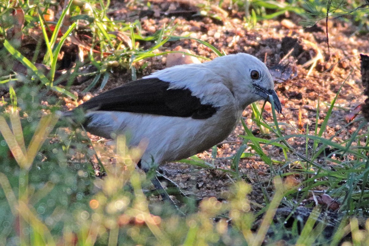 Southern Pied-Babbler - ML615752856