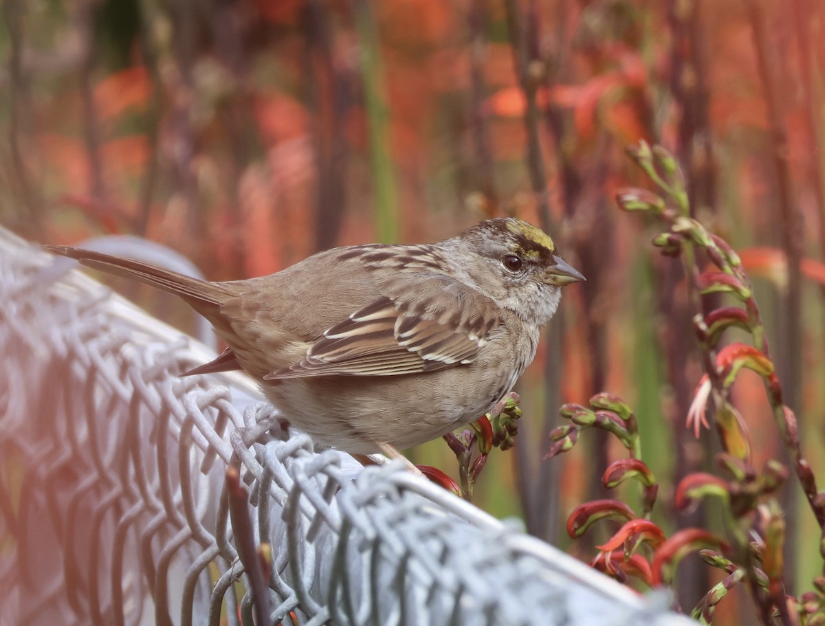 Golden-crowned Sparrow - ML615752999