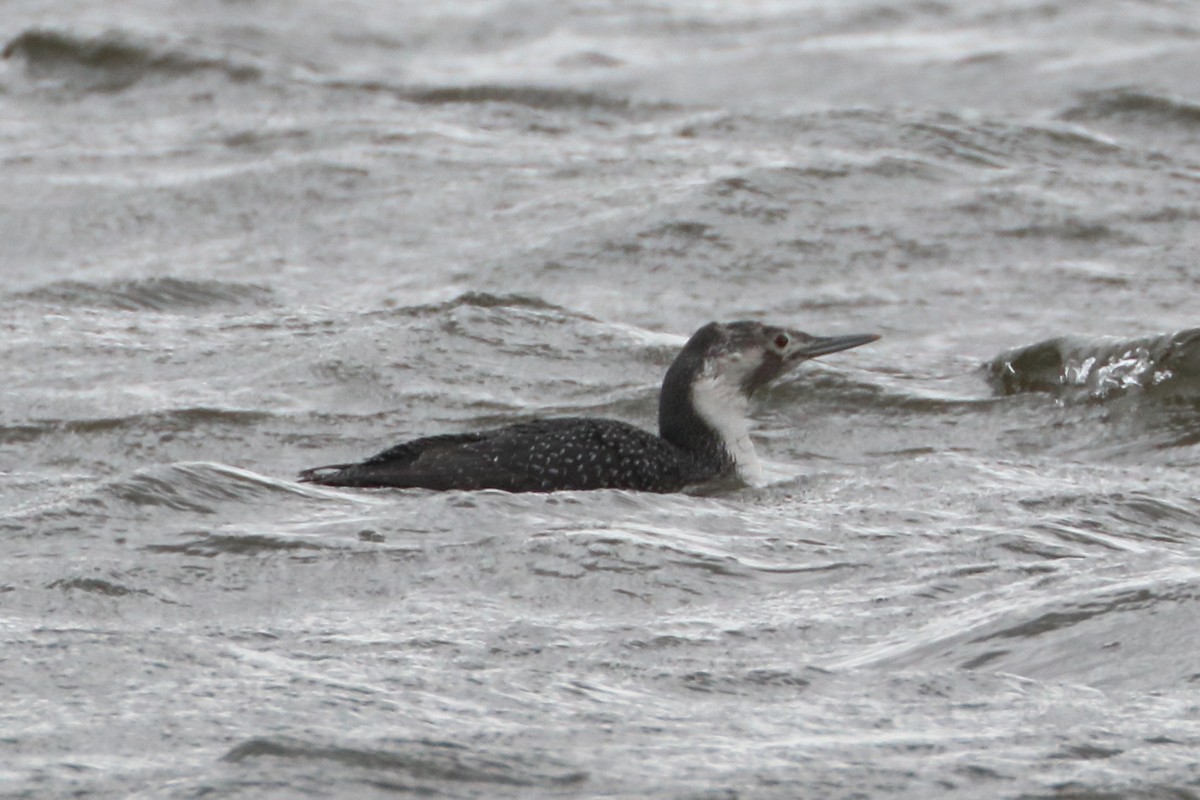Red-throated Loon - ML615753261