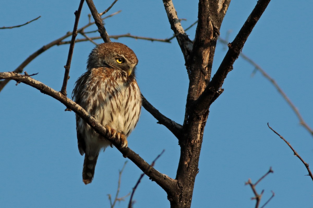 Pearl-spotted Owlet - ML615753301