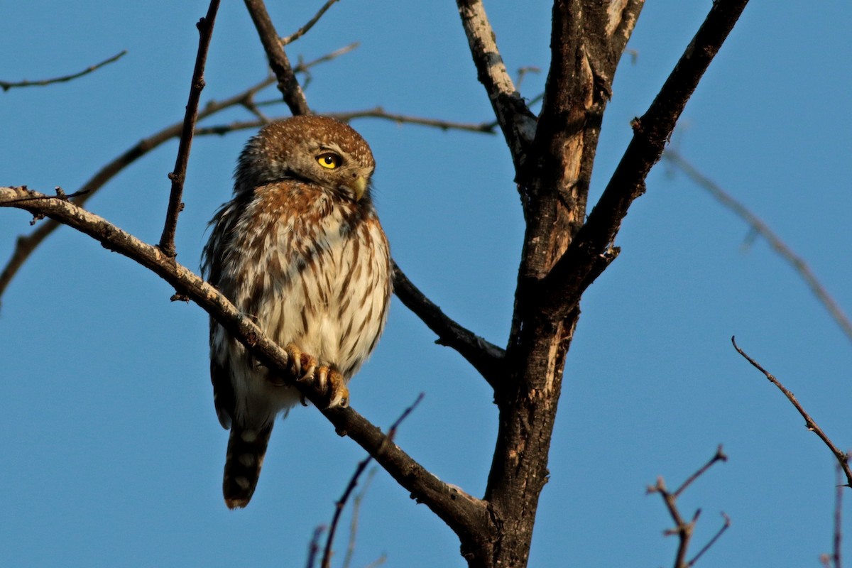 Pearl-spotted Owlet - ML615753302