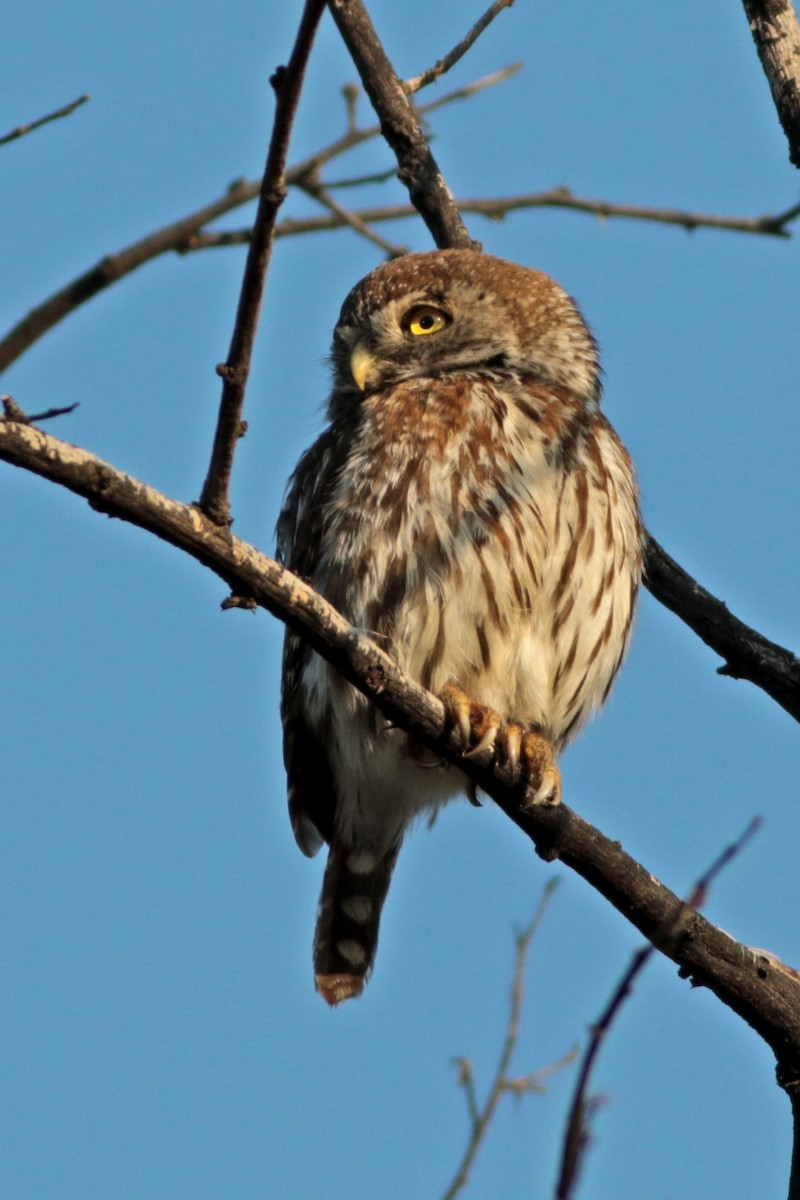 Pearl-spotted Owlet - ML615753308