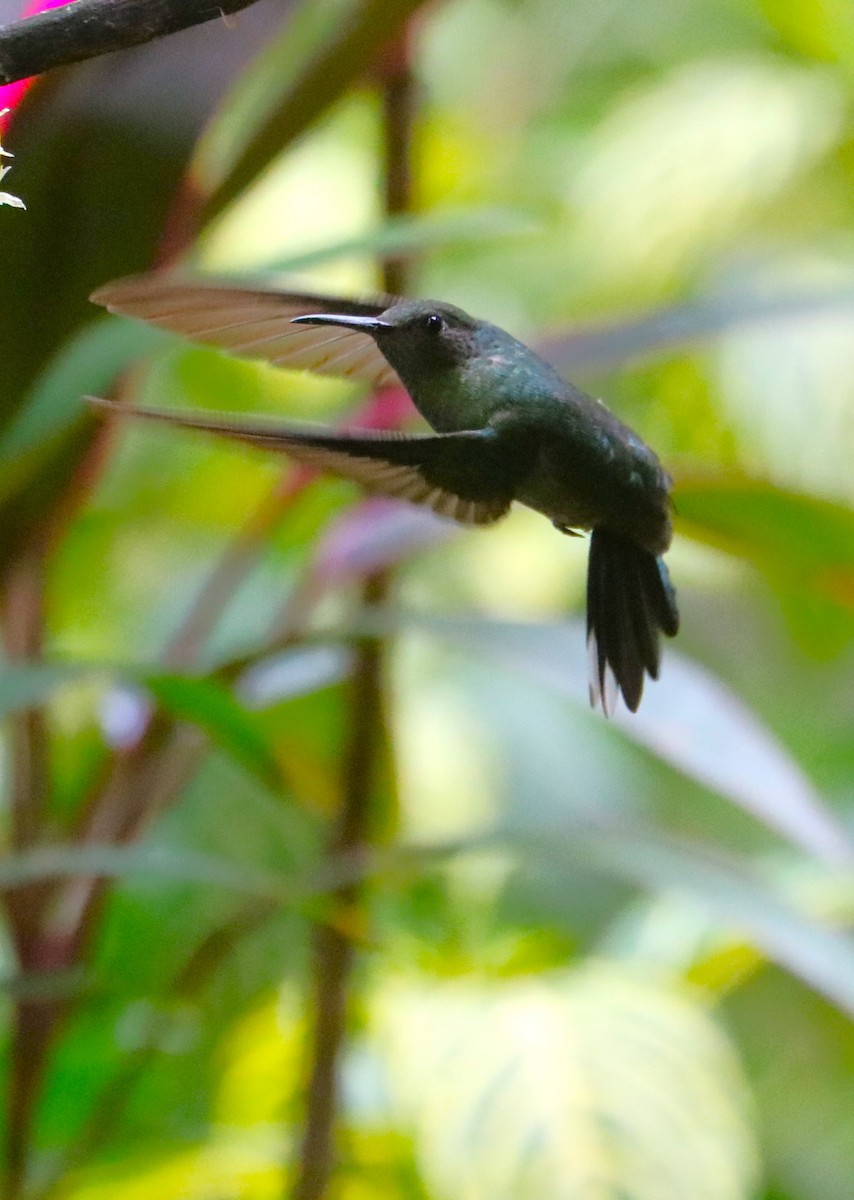Scaly-breasted Hummingbird - ML615753345