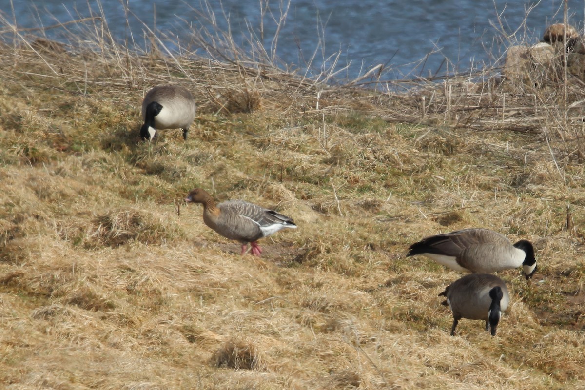 Pink-footed Goose - ML615753364