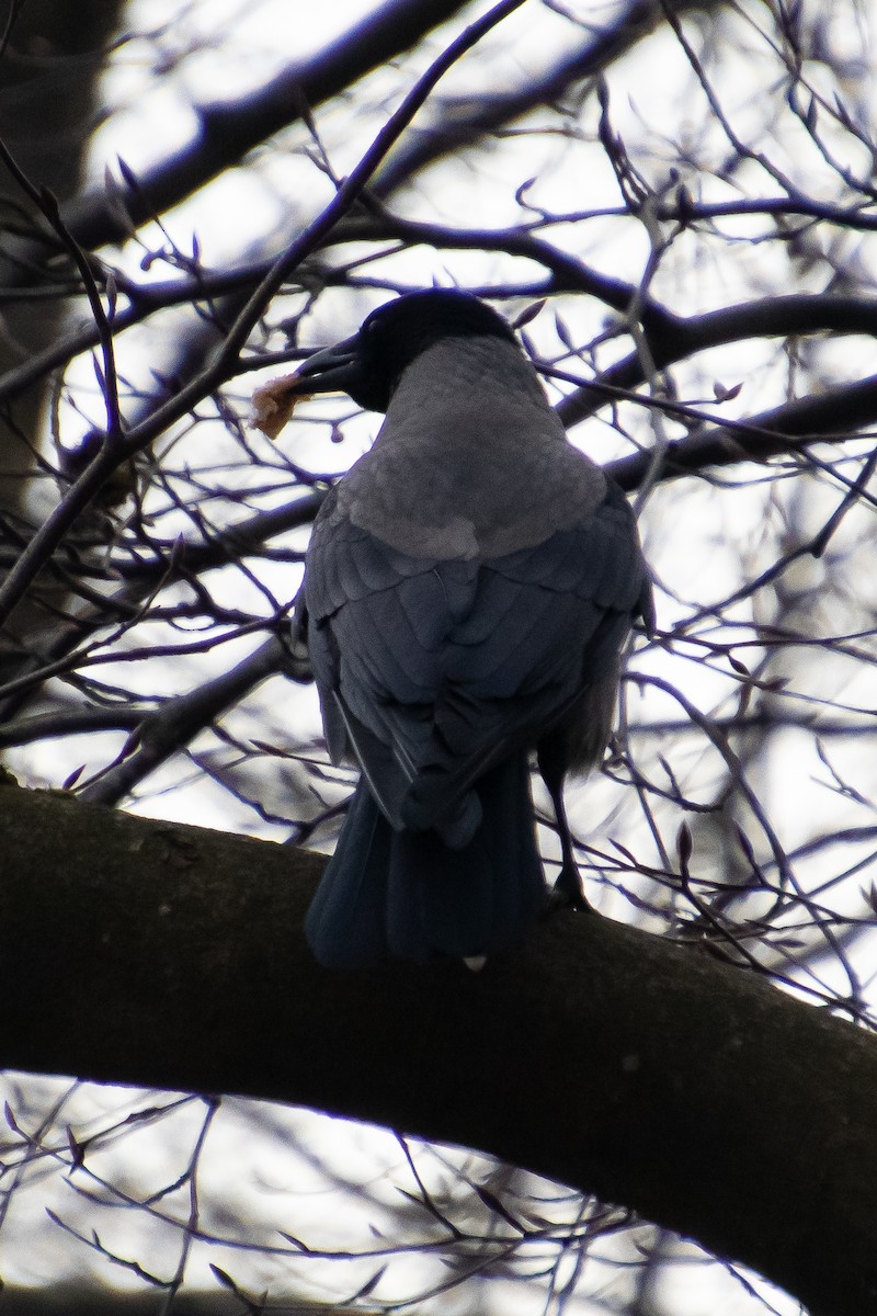 Hooded Crow - Simon WIlcock