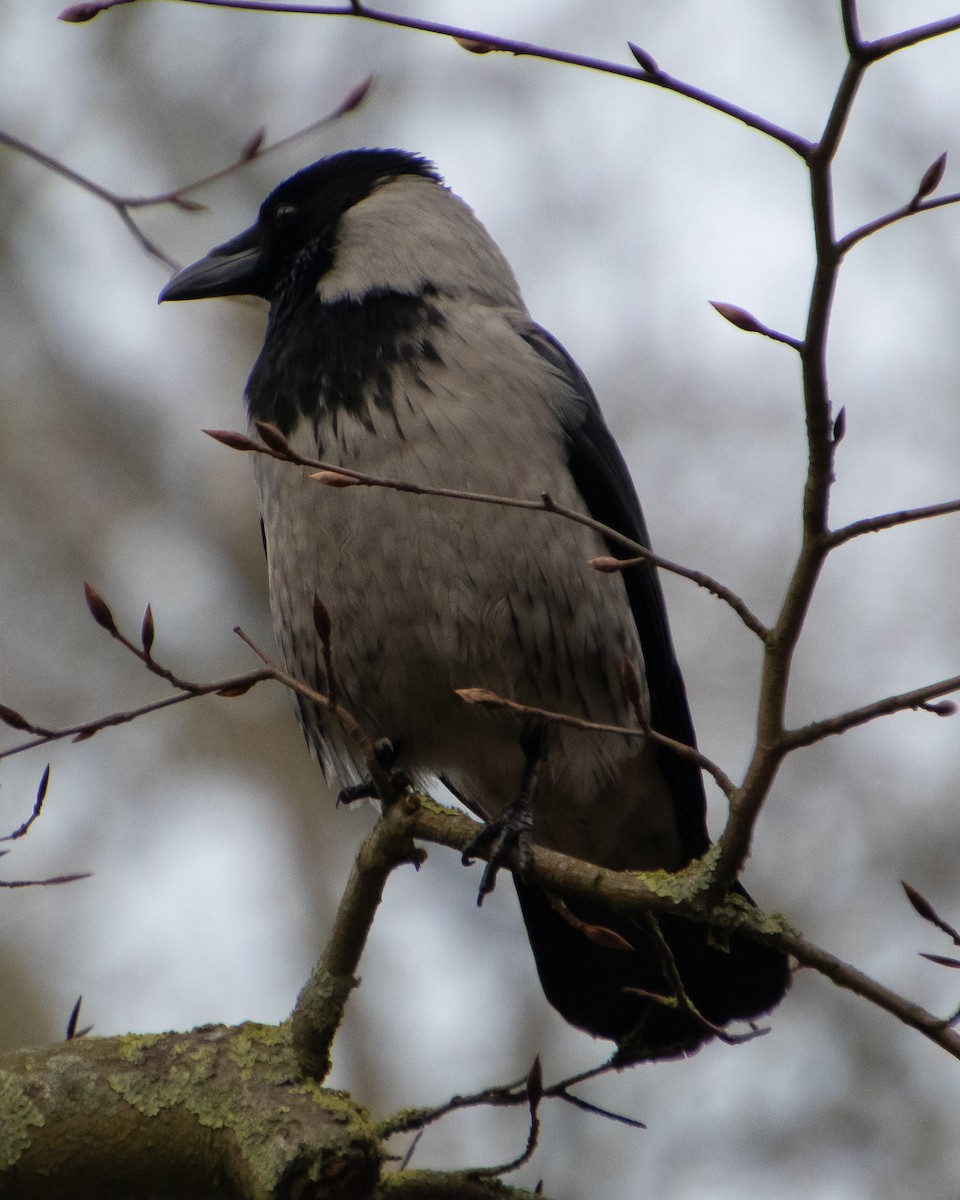 Hooded Crow - ML615753434