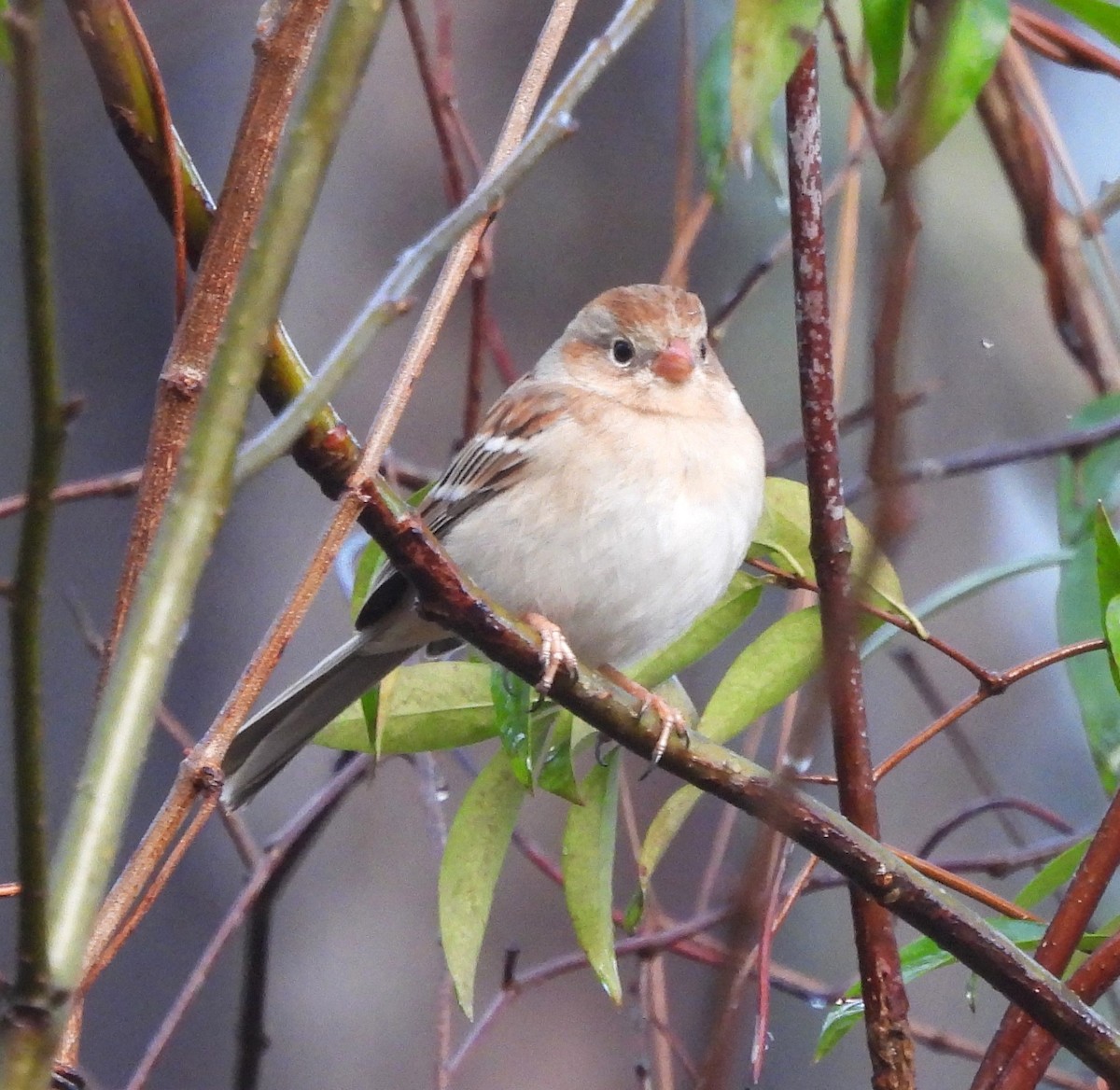 Field Sparrow - Michelle Forte