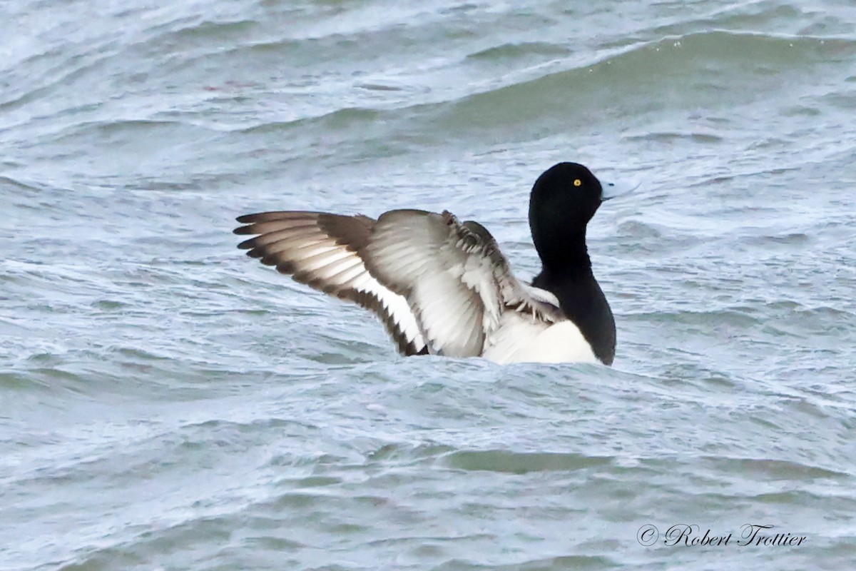 Greater Scaup - ML615753621