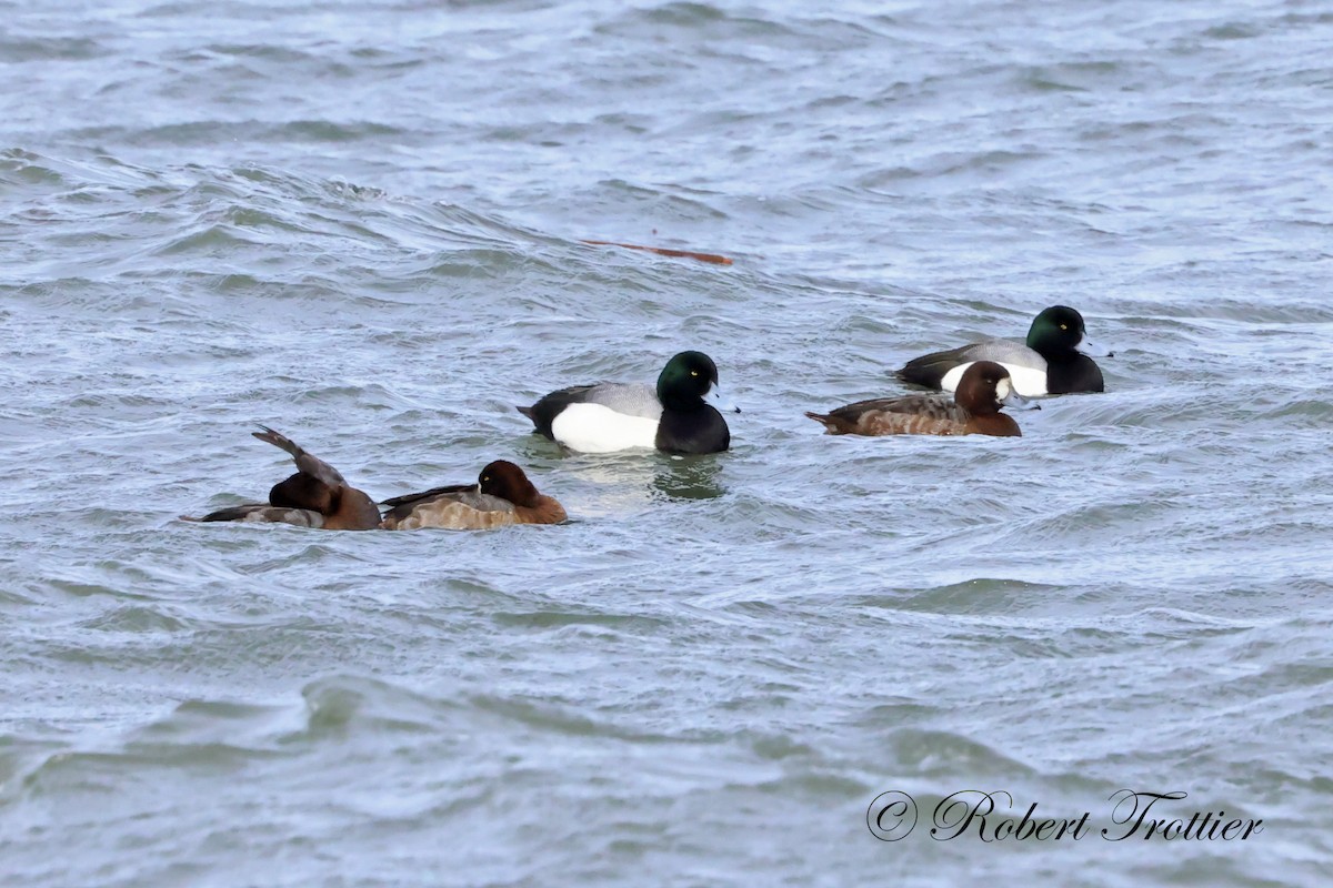 Greater Scaup - ML615753631