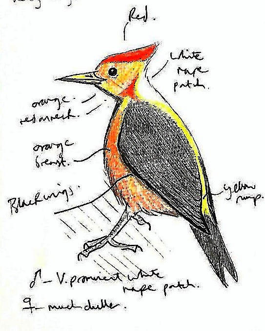 Orange-backed Woodpecker - Andrew Collins