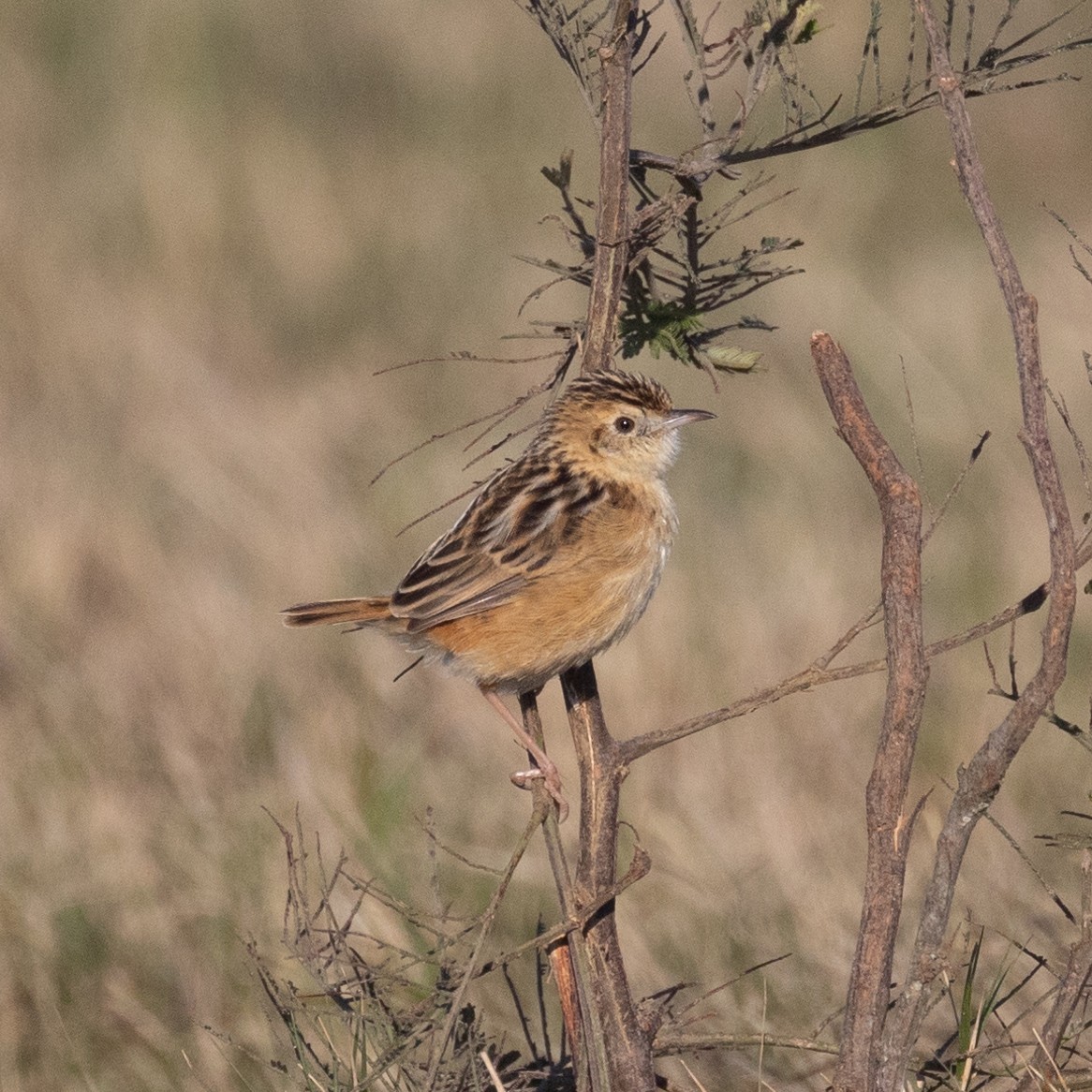 Wing-snapping Cisticola (Wing-snapping) - ML615753918