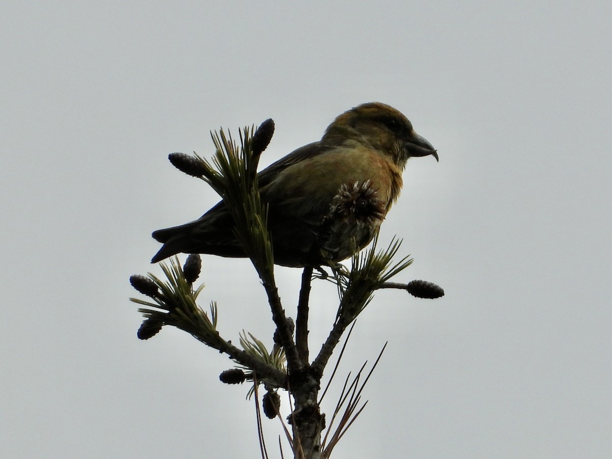 Red Crossbill (Sitka Spruce or type 10) - ML615753965
