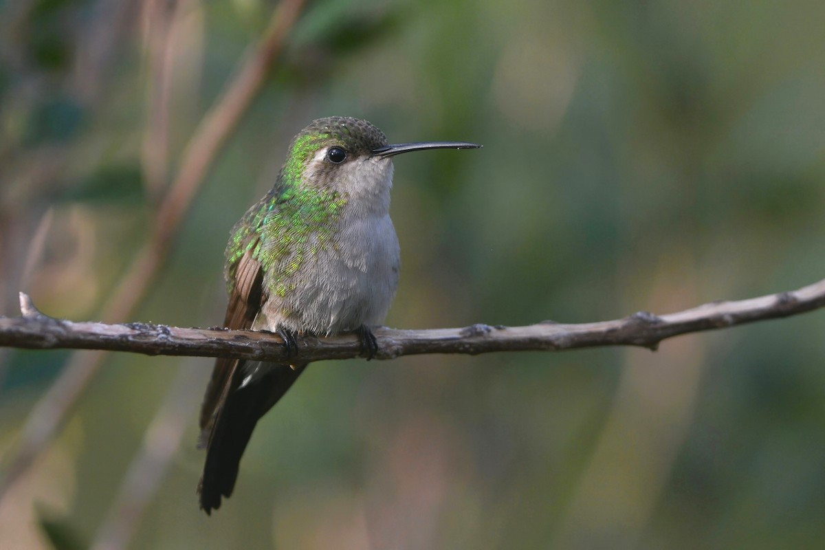 kolibřík kubánský - ML615754001