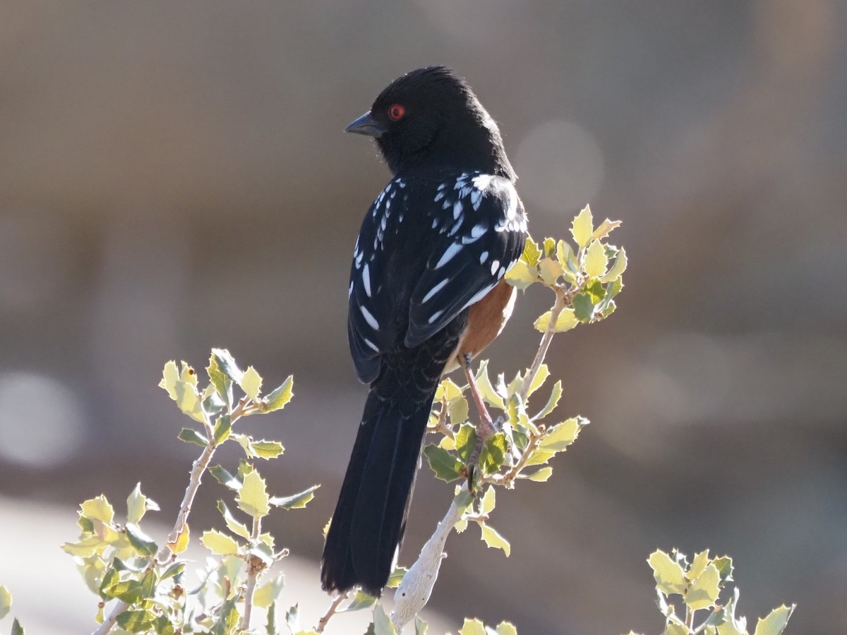 Spotted Towhee - ML615754080