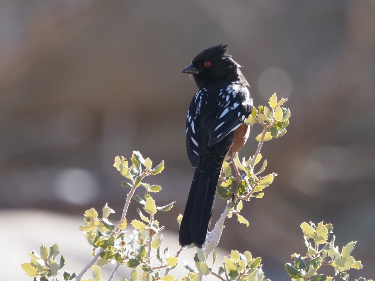 Spotted Towhee - ML615754081