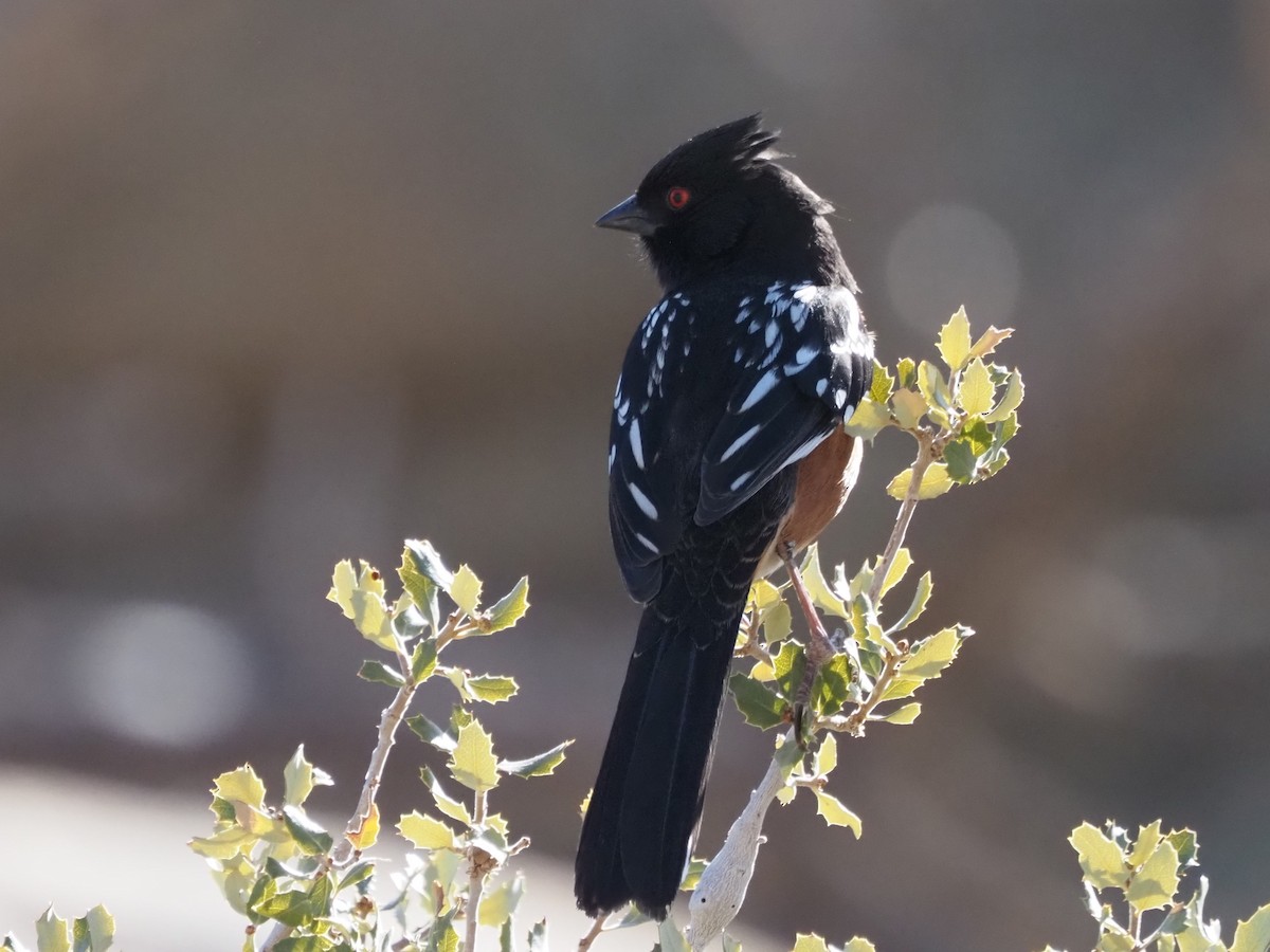 Spotted Towhee - ML615754082
