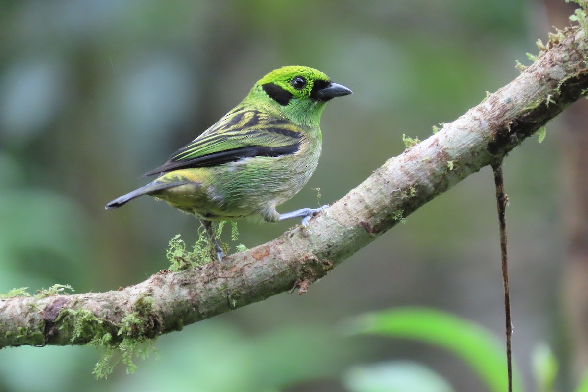 Emerald Tanager - ML615754163