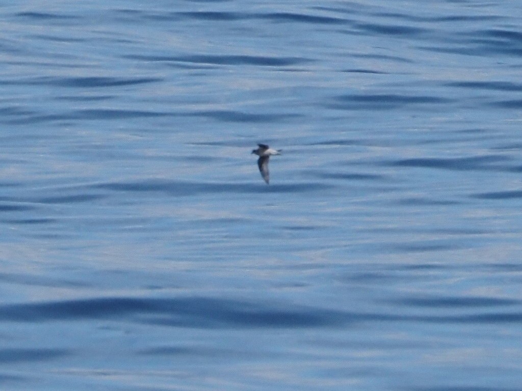 Fork-tailed Storm-Petrel - ML615754234