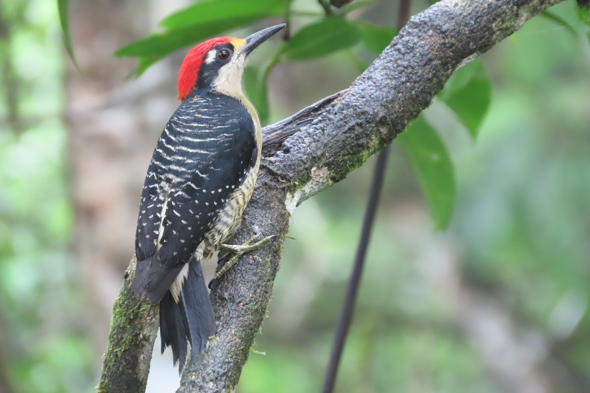 Black-cheeked Woodpecker - Adam Betuel