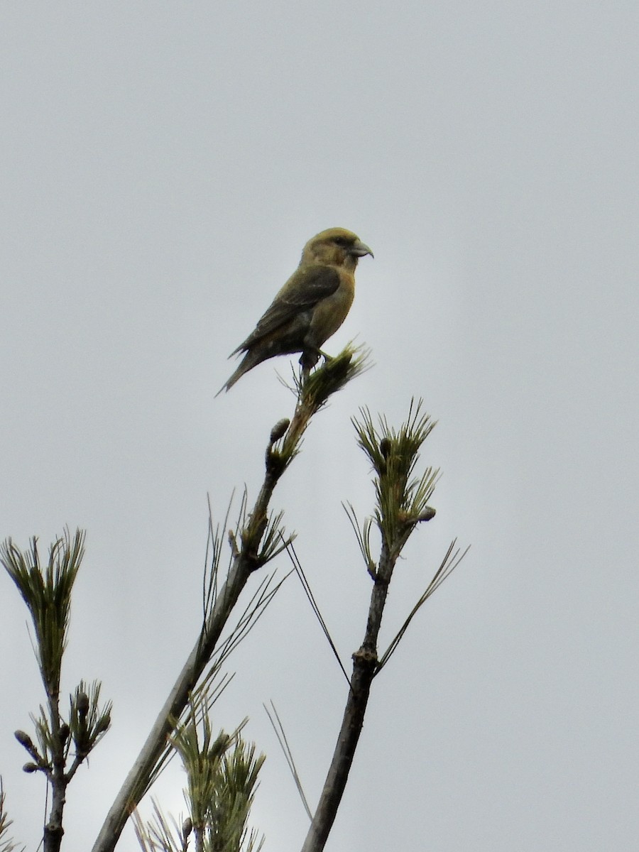 Red Crossbill (Sitka Spruce or type 10) - ML615754272