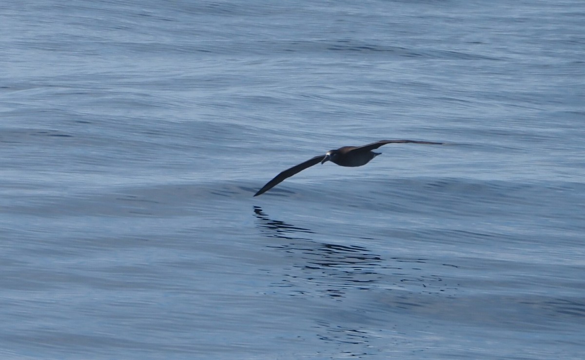 Albatros à pieds noirs - ML615754279