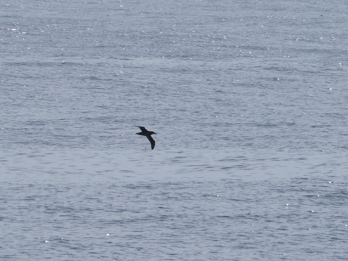 Albatros à pieds noirs - ML615754306