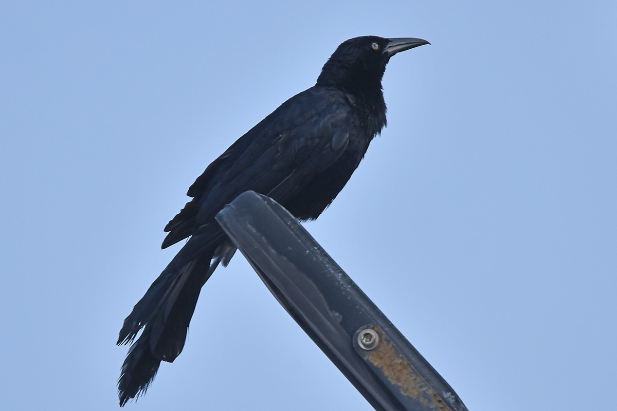 Great-tailed Grackle - ML615754388