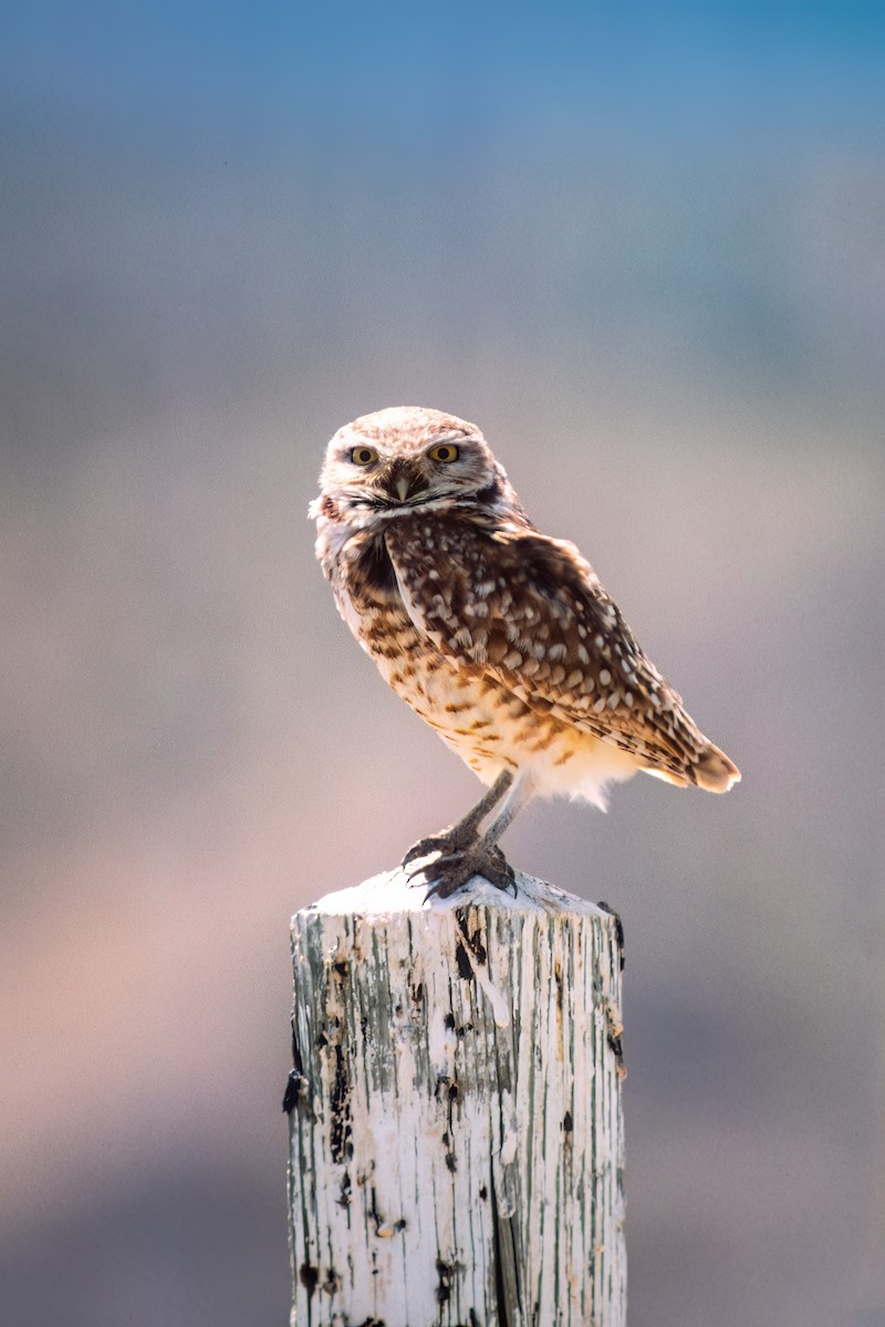 Burrowing Owl - ML615754422