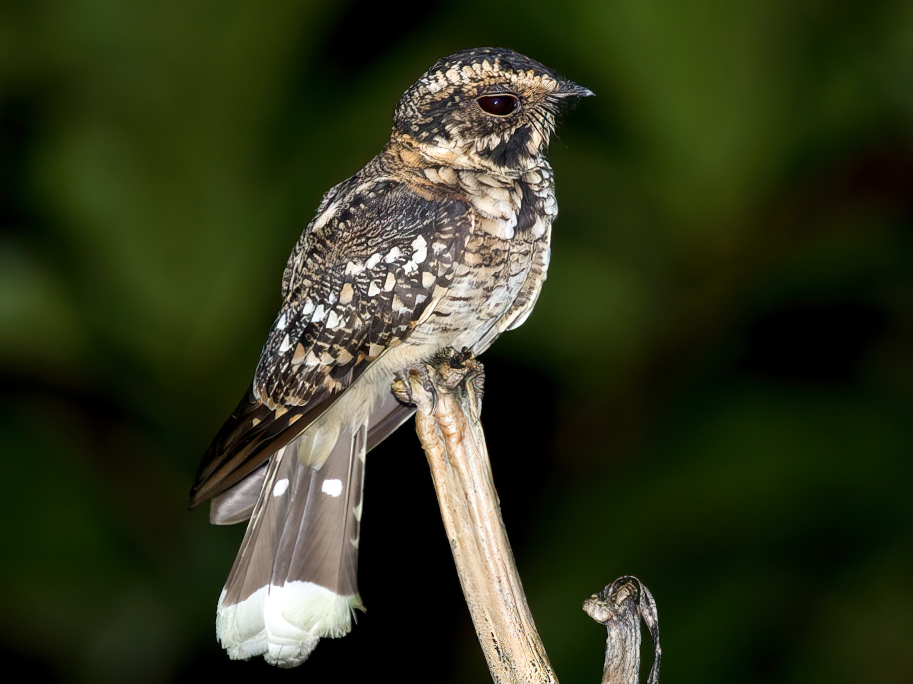 Spot-tailed Nightjar - Bruno Salaroli